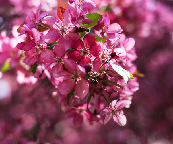 Spring pink blossom, natural beautiful floral background - Foto, imagen