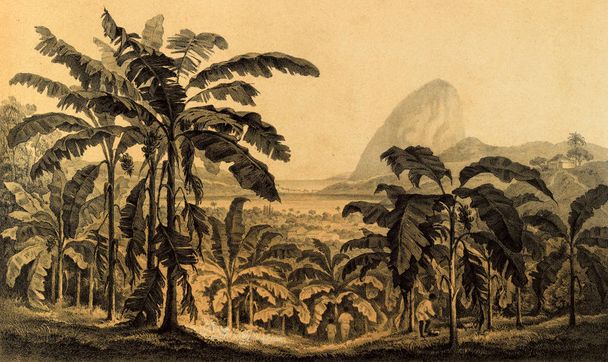 Природа Південь America.Old зображення - Фото, зображення