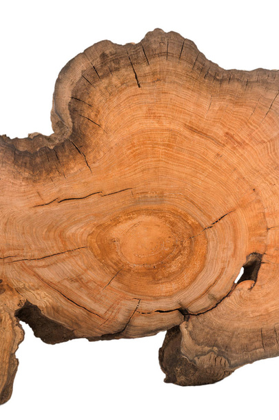 Cross section of tree stump isolated on white background - Photo, Image