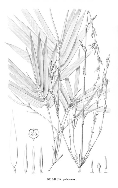 Bitki çizimi. Eski resim - Fotoğraf, Görsel