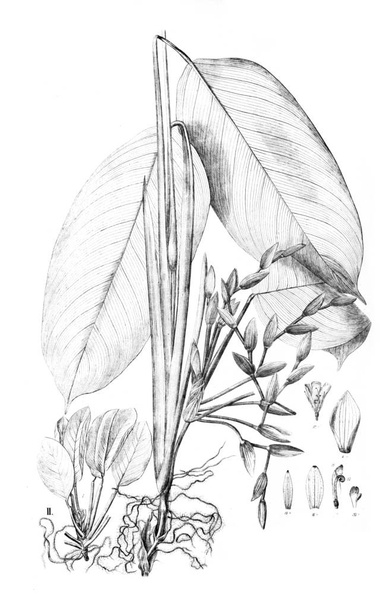 ілюстрація рослини. Старе зображення
 - Фото, зображення