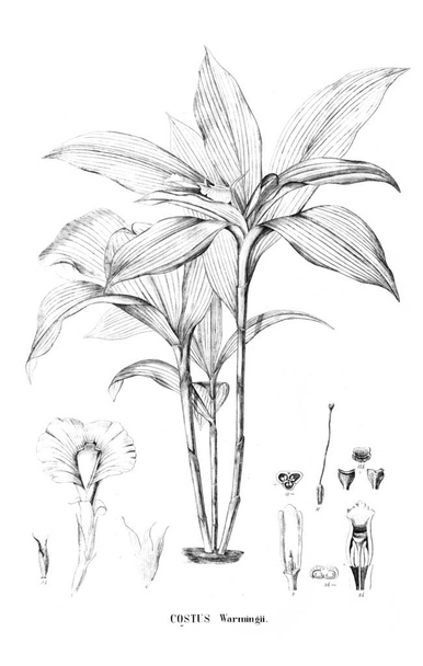 Esimerkki kasvista. Vanha kuva
 - Valokuva, kuva
