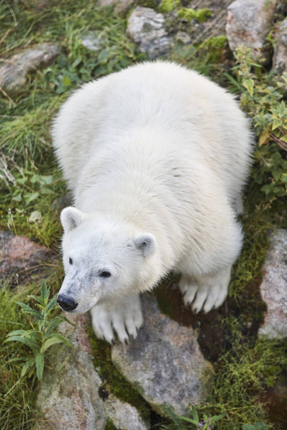 Polar beer cub in de wildernis. Wildlife dierlijke achtergrond. Verticaal - Foto, afbeelding