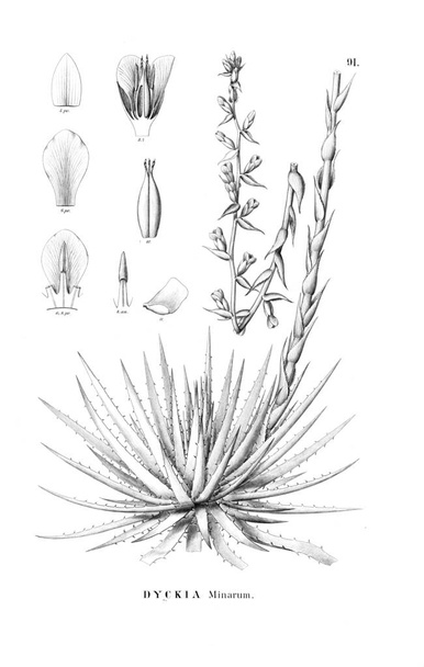 Иллюстрация растения. Старое изображение
 - Фото, изображение
