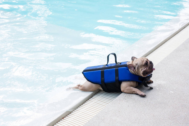 French bulldog with smiley faces at poolside. Happy dog enjoying summer vacation holiday. Pet relaxing at swimming pool. - Фото, изображение