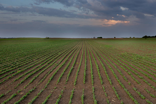 Воздушный обзор рядов сои в полевой съемке с беспилотника весной
 - Фото, изображение