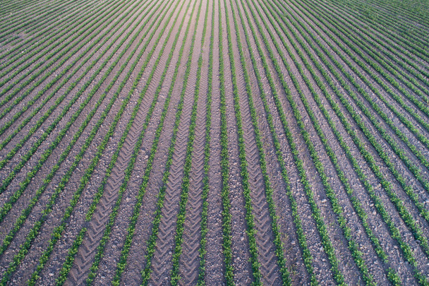 Top view of soybean rows in field shoot from drone in spring
 - Фото, изображение