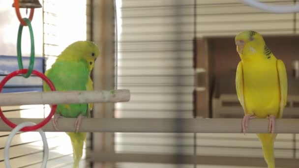 die gelben grünen Papageien - Filmmaterial, Video