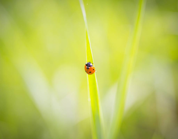 Ladybird wandelen op groene plant in het voorjaar. Sluiten van lieveheersbeestje. - Foto, afbeelding