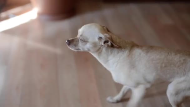 Small dog indoors - Πλάνα, βίντεο