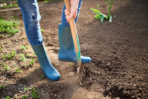 Travailler dans un jardin - Creuser le sol printanier avec la fourche Spading. Gros plan du creusement du sol printanier avec une pelle bleue pour le préparer à la nouvelle saison de semis.
. - Photo, image