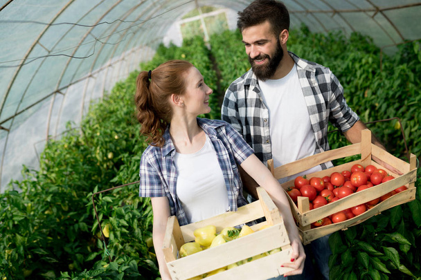 Friendly team harvesting fresh vegetables from the greenhouse garden and harvest season - Zdjęcie, obraz