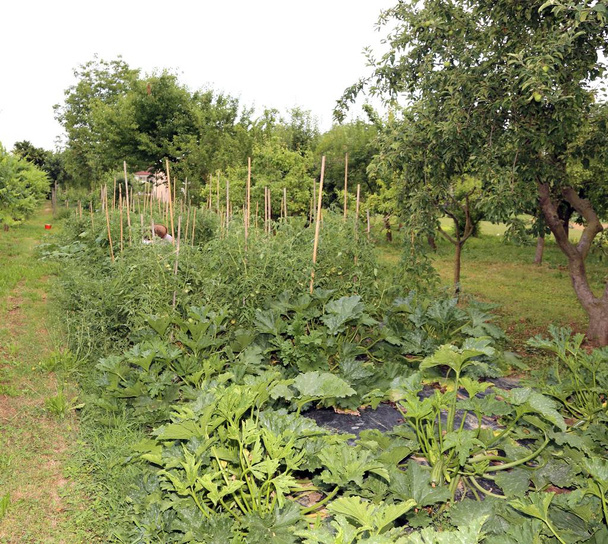 Sebze ve meyve bitkiler ekimi ile büyük sebze bahçesi - Fotoğraf, Görsel