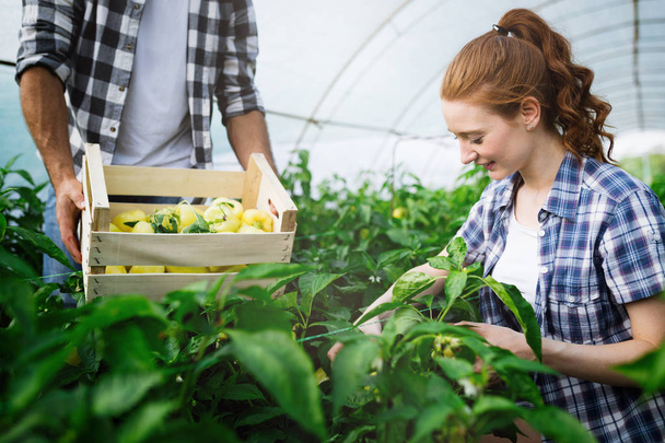 Çalışma, sera domates hasat tarım işçisi önünde kadın ve iş arkadaşı ve bir sandık dolusu domates, gülümseyen genç. - Fotoğraf, Görsel