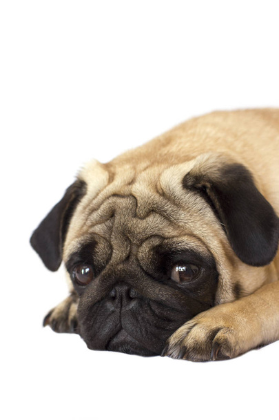 Pug dog isolated. Looking sad with the big eyes  - Photo, Image