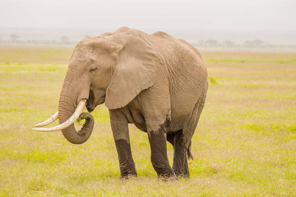 Énorme éléphant isolé sur le sentier dans la savane du parc Amboseli au Kenya
 - Photo, image