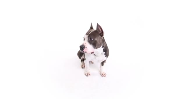 Amerikanischer Pitbull Terrier sitzt auf weißem Hintergrund im Studio - Filmmaterial, Video