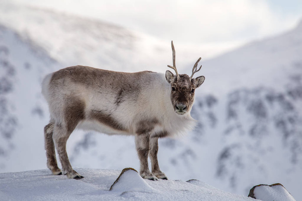 Fluffy reindeer in its natural snowy arctic habitat - Photo, Image