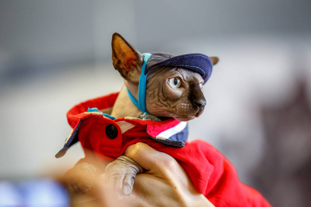 Sphinx Cat dressed as a pimp wearing - Photo, Image