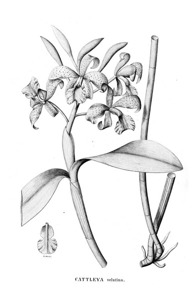 Illustrazione della pianta. Foto retro
 - Foto, immagini