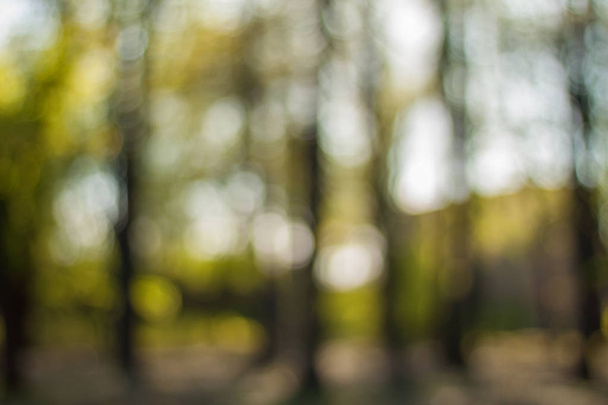 Mysterious forest in contre-jour. Blurry nature wallpaper. Forest bokeh background. - Foto, afbeelding