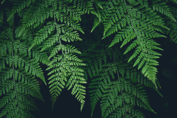 緑のシダの葉、濃い自然の背景 - 写真・画像