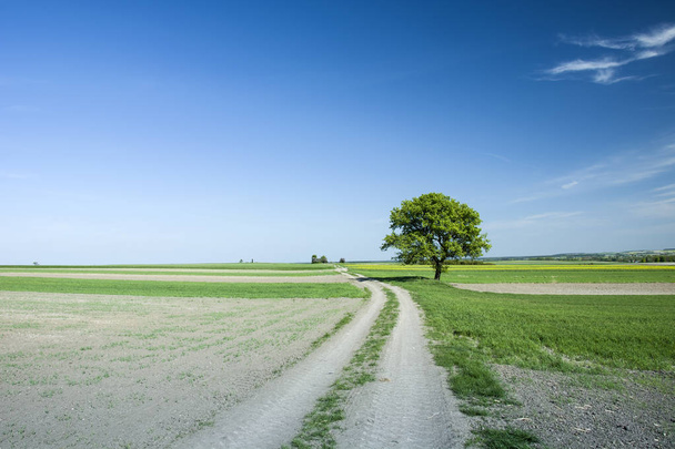 A solitary tree on a field road - Foto, imagen
