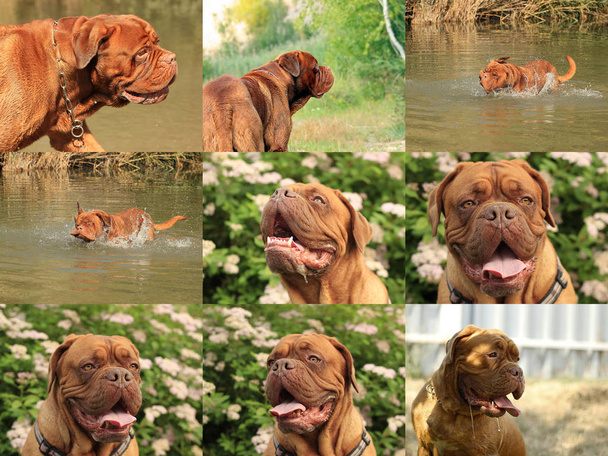 Cachorro de perro de Burdeos - Mastín francés - Colección de fotos - Conjunto de fotos
 - Foto, imagen