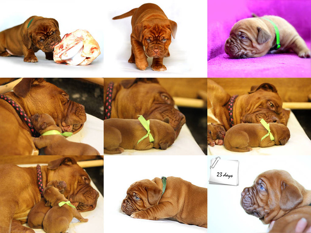 Bordeaux köpek yavrusu - Fransız Mastiff - fotoğraf koleksiyonu - Set fotoğrafları - Fotoğraf, Görsel