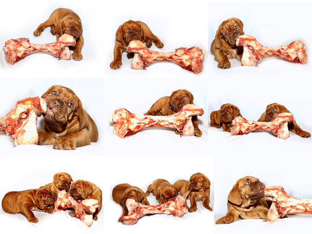 Bordeaux Hundewelpe - Französische Dogge - Fotosammlung - Reihe von Fotos - Foto, Bild