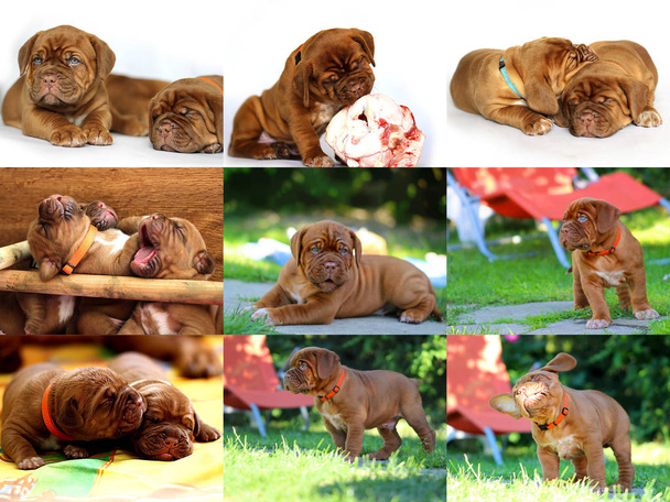 Bordeaux köpek yavrusu - Fransız Mastiff - fotoğraf koleksiyonu - Set fotoğrafları - Fotoğraf, Görsel