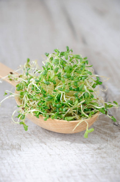  Micro-verts à croissance rapide pour salades toute l'année. Une poignée de germes de luzerne germés dans une cuillère en bois. Gros plan
. - Photo, image