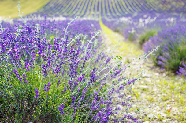 Lavender fields near Valensole in Provence, France. - Fotografie, Obrázek