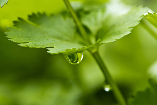A closeup of a leaf of coriander with water drop - Foto, afbeelding
