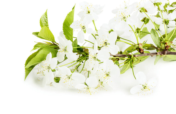 Cherry blossom brunch isolate over white background - Foto, Imagem
