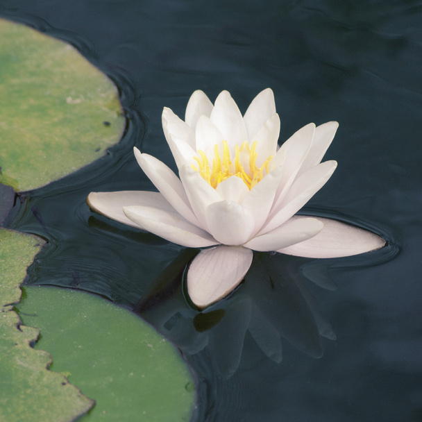white waterlily - Фото, изображение