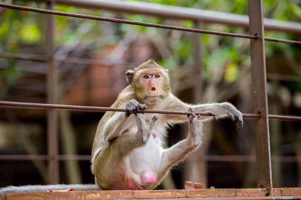 Mono sentado distraído
 - Foto, imagen