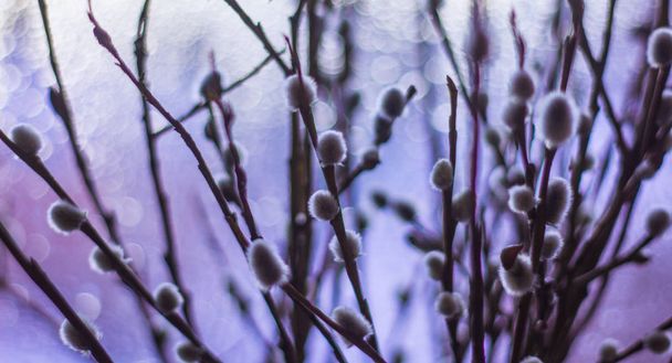 Swollen buds of willow branches - Photo, Image