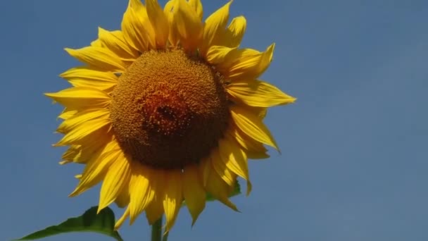Herfst zonnebloemen onder de stralen van de zon - Video