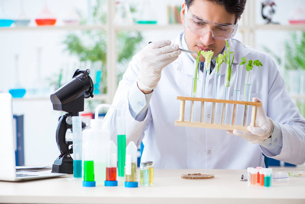 Male biochemist working in the lab on plants - Photo, Image