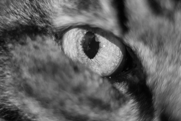 Medo nos olhos de um gato doméstico
 - Foto, Imagem