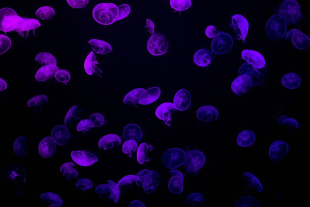 Medusas luminiscentes púrpuras nadando en un océano profundo y oscuro. Vida silvestre submarina animal marino
. - Foto, Imagen