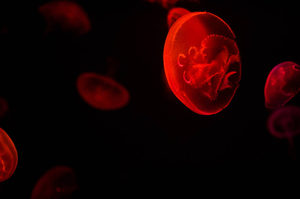 punaiset hohtavat meduusat uivat syvässä, pimeässä valtameressä. Vedenalainen luonnonvarainen merieläin
. - Valokuva, kuva