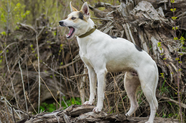 Cross-breed of hunting and northern dog standing on a root of fallen tree at  and barking to opponents at spring seaso - Photo, Image
