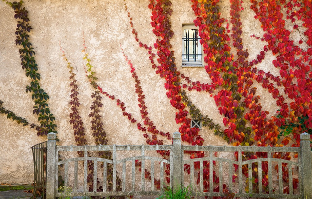 piękne czerwone listowie na ścianie domu - Zdjęcie, obraz