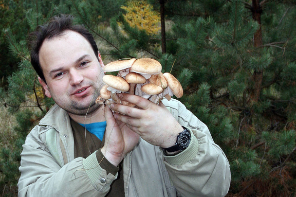 The man holds in his hands a lot of mushrooms, known as a honey fungus. Coniferous trees on the background. - Photo, Image
