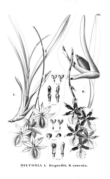 Bitki çizimi. Retro resim - Fotoğraf, Görsel