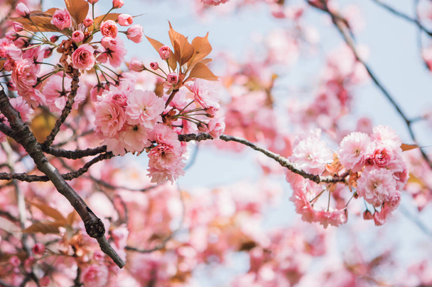 Kwiat wiśni (Sakura), Tokio, Japonia - Zdjęcie, obraz