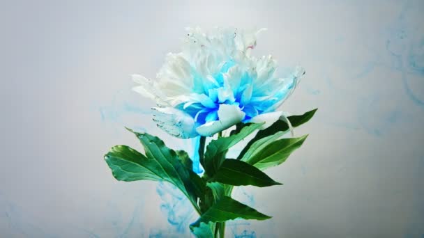 On beautiful flowers pouring paint - Footage, Video