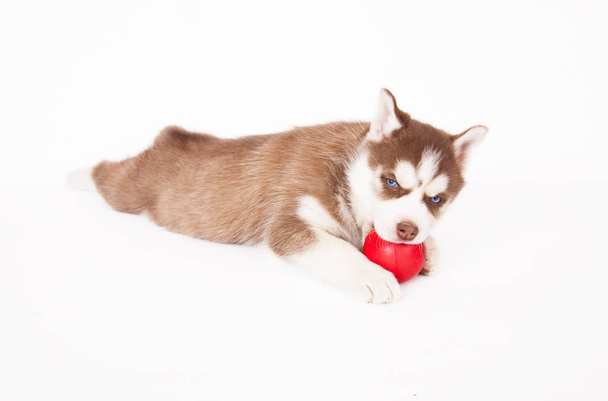 husky siberiano che gioca con una palla, in studio su sfondo bianco
. - Foto, immagini